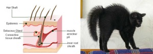 5- hair muscle cat